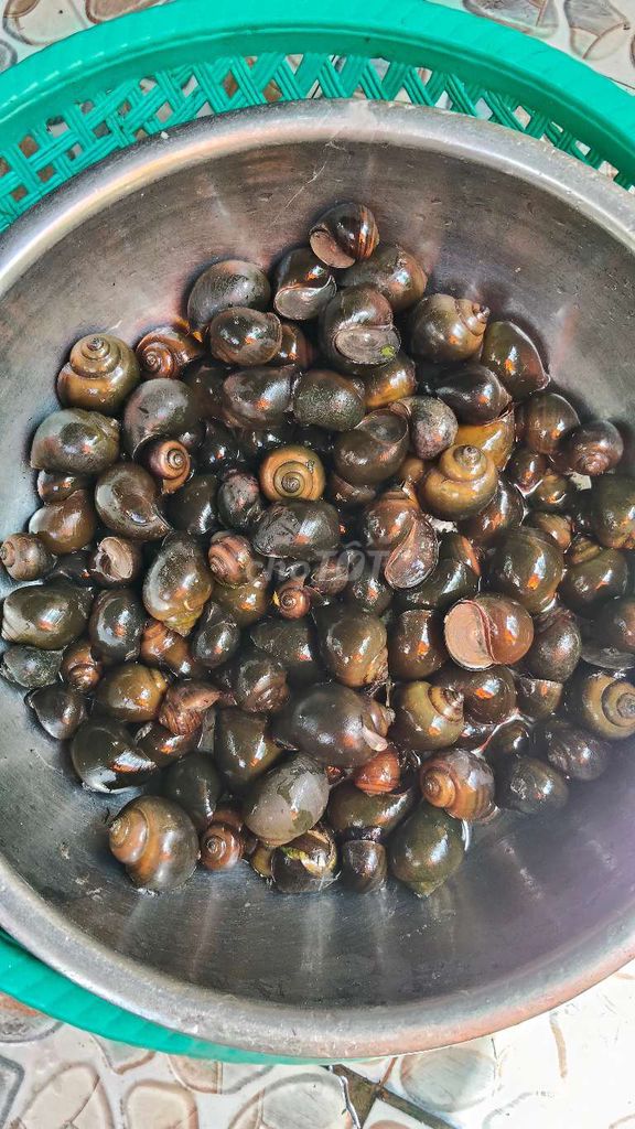 4kg Ốc mương mới bắt. Mua bán Thú cưng khác tại Huyện Phong Điền Cần Thơ được đăng bởi Gà Đá Gia Bảo hình 1
