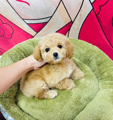 Chó Poodle Nâu vàng đã tiêm phòng