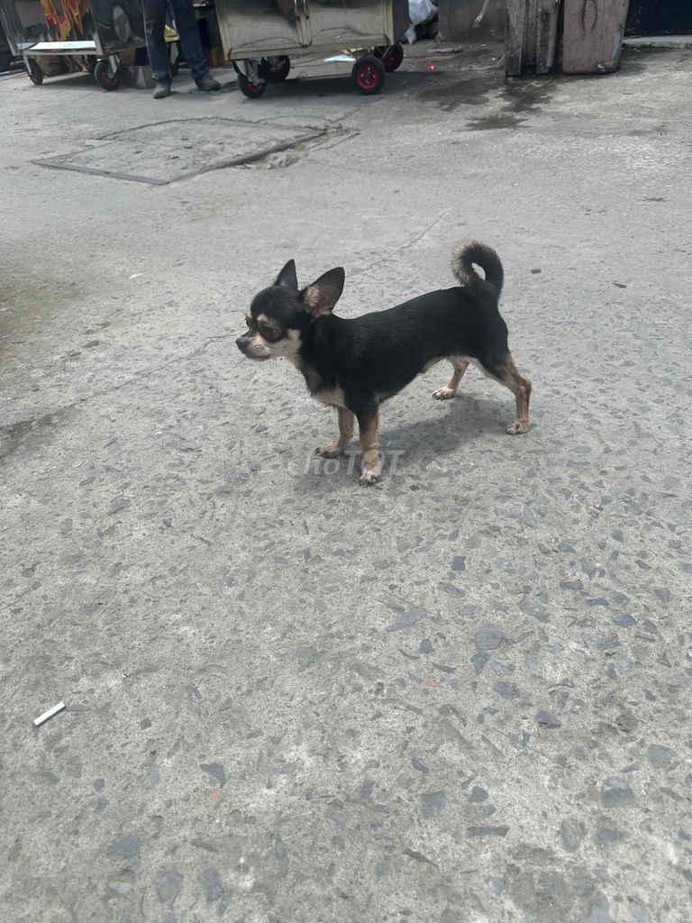 chó chihuahua blacktan. Mua bán Chó tại Huyện Bình Chánh Tp Hồ Chí Minh được đăng bởi Nhựt hình 4
