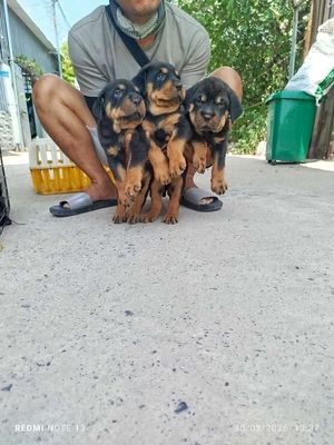 Chó Rottweiler Rambow cực khủng