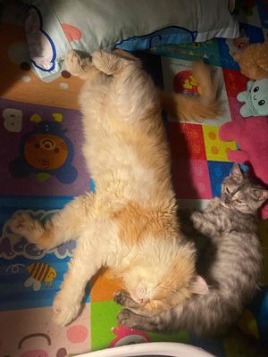 mèo ald. Mua bán Mèo tại Quận Hoàng Mai Hà Nội được đăng bởi Thănghoang