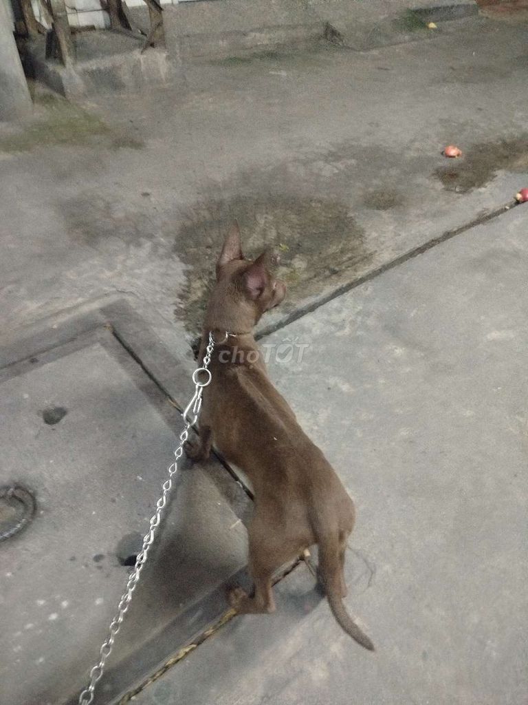 Chó Phú Quốc cái 3 tháng chân màng. Mua bán Chó tại Quận 1 Tp Hồ Chí Minh được đăng bởi tú hình 2