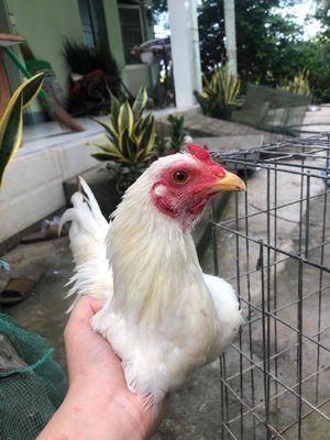 cần bán gà tre tơ bán hoặc giao lưu gà kiểng. Mua bán Gà tại Huyện Châu Thành Trà Vinh được đăng bởi Quốc Đại