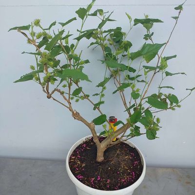 Dâu tằm bonsai để bàn siêu trái