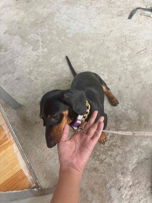 gióng đực và chưa thiến