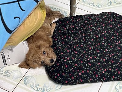 Do không có thời gian chăm nên em muốn chia lại ạ. Mua bán Chó tại Huyện Củ Chi Tp Hồ Chí Minh được đăng bởi Phạm thị hoa mỹ