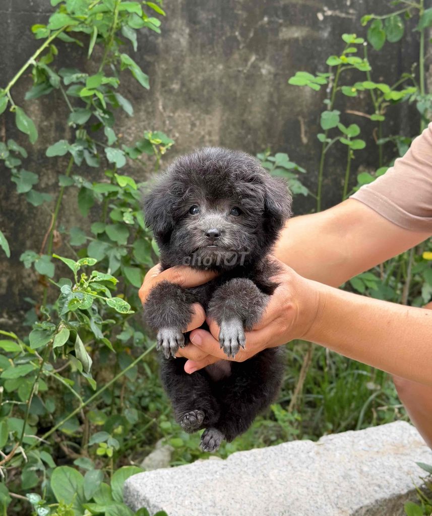 Chó Poodle Xám Đen Đực Cái Con non Đã sổ giun. Mua bán Chó tại Thành phố Rạch Giá Kiên Giang được đăng bởi Nguyễn Phước An hình 1