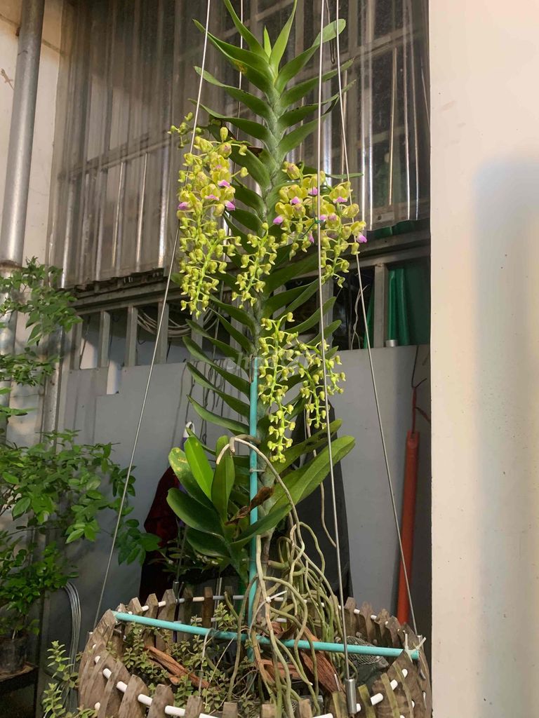 Lan Hoàng Nhạn Vàng tím. Mua bán Cây cảnh, đồ trang trí tại Thị xã Bến Cát Bình Dương được đăng bởi nguyen ductuyen75 hình 1