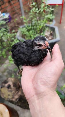 Gà Tre Bắc Ô con. Mua bán Gà tại Huyện Chương Mỹ Hà Nội được đăng bởi Ga tre bac