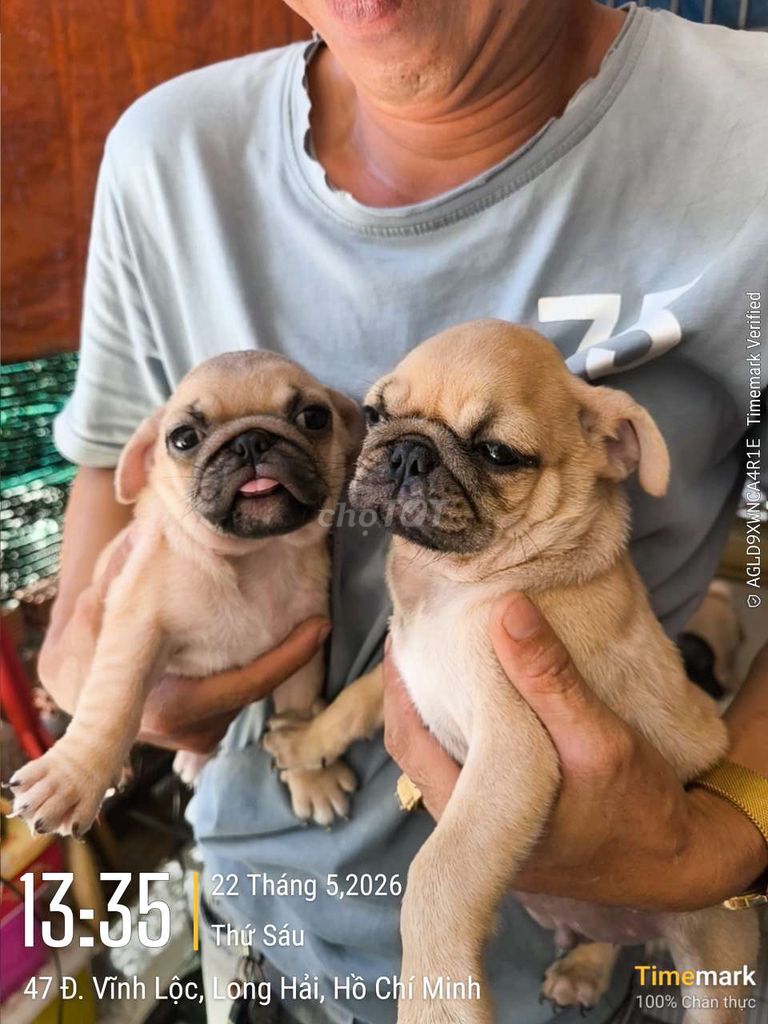 Chó Pug đực cái 2 tháng đã tiêm. Mua bán Chó tại Huyện Long Điền Bà Rịa - Vũng Tàu được đăng bởi Trương Hoàng Anh hình 1