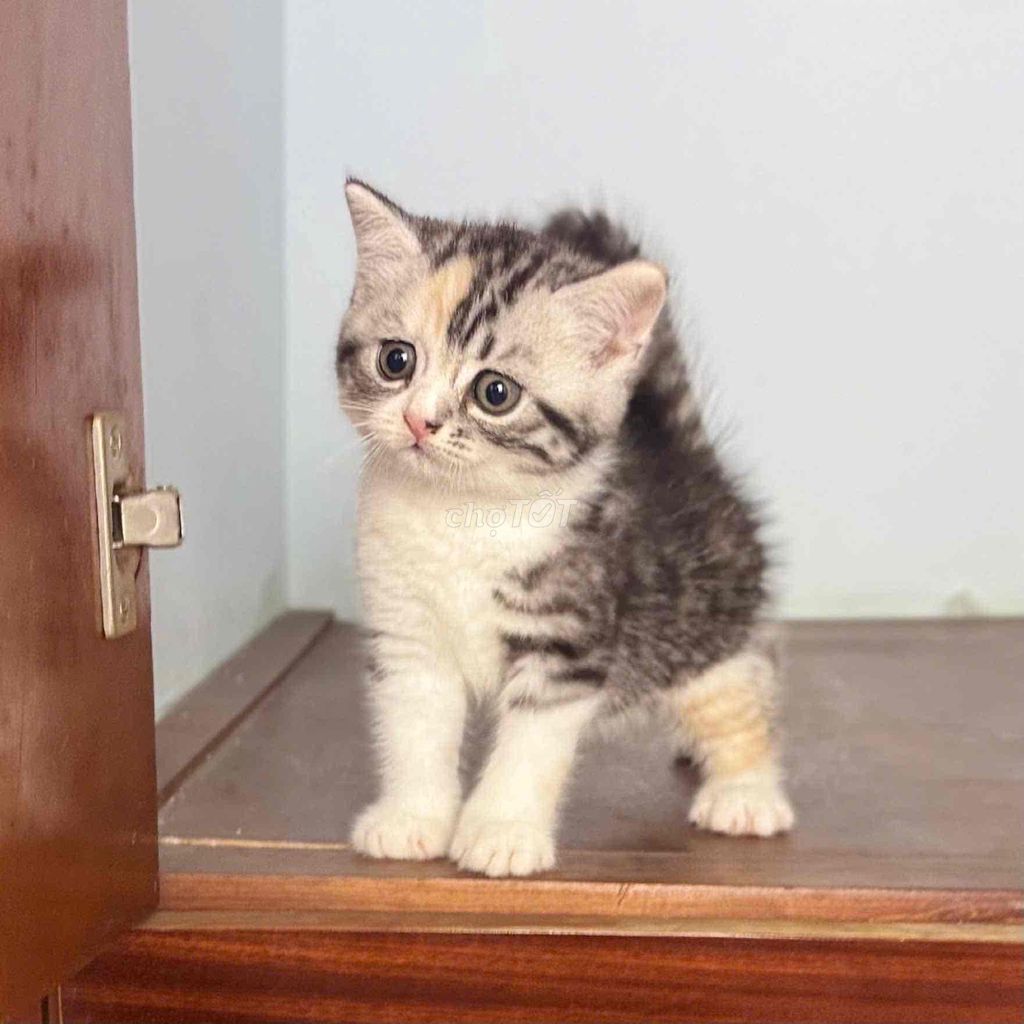 Mèo Exotic cái Tam thể. Mua bán Mèo tại Quận 12 Tp Hồ Chí Minh được đăng bởi Tường Vy hình 1