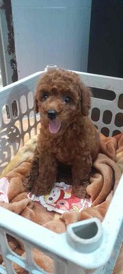 giống poodle tiny toy trưởng thành 4ký. Mua bán Chó tại Thị xã Bến Cát Bình Dương được đăng bởi Diễm Kiều
