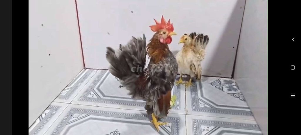 TRỐNG XÁM ĐIỀU & MÁI VÀNG SERAMA 33. Mua bán Gà tại Quận 8 Tp Hồ Chí Minh được đăng bởi THUẬN PHÁT SERAMA hình 4