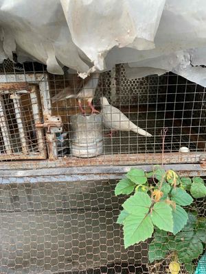 chim cu ghép sinh sản. Mua bán Chim tại Huyện Đức Hòa Long An được đăng bởi Tấn