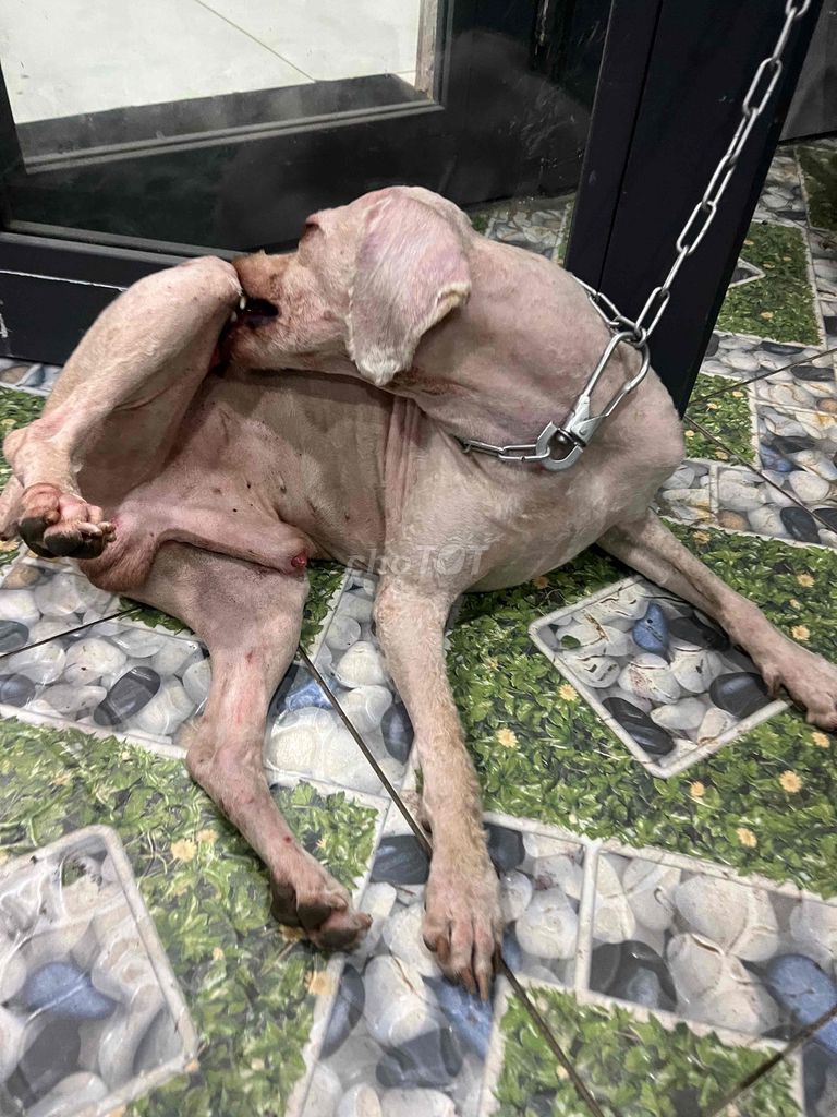 Chó Bulldog Trắng. Mua bán Chó tại Quận Cẩm Lệ Đà Nẵng được đăng bởi minh phong hình 1