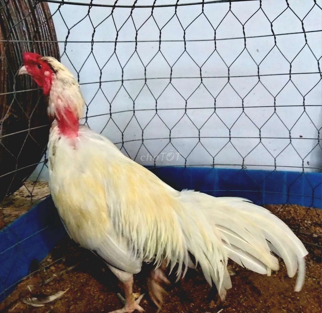 Gà Trắng 2.8kg. Mua bán Gà tại Huyện Chợ Gạo Tiền Giang được đăng bởi Trại gà nồi Trần Duy hình 1