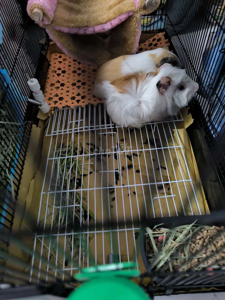 cần pass lại 2 bé chuột lang. Mua bán Thú cưng khác tại Quận 12 Tp Hồ Chí Minh được đăng bởi khánh long hình 1