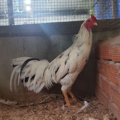 Bướm tơ hiện 2k9 bổn mẻ rõ ràng. Mua bán Gà tại Huyện Phú Giáo Bình Dương được đăng bởi Chuyên Gà Hồ Tiến Vua