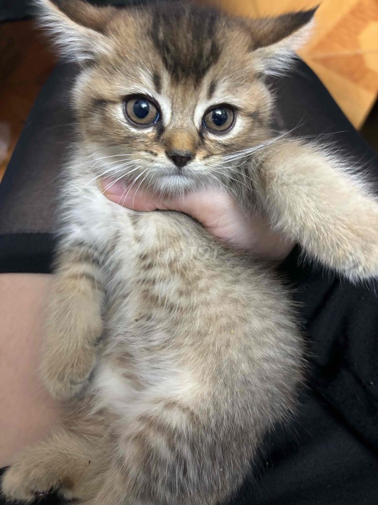 Mèo Anh lông ngắn Tabby. Mua bán Mèo tại Quận Hoàn Kiếm Hà Nội được đăng bởi Linh hình 1
