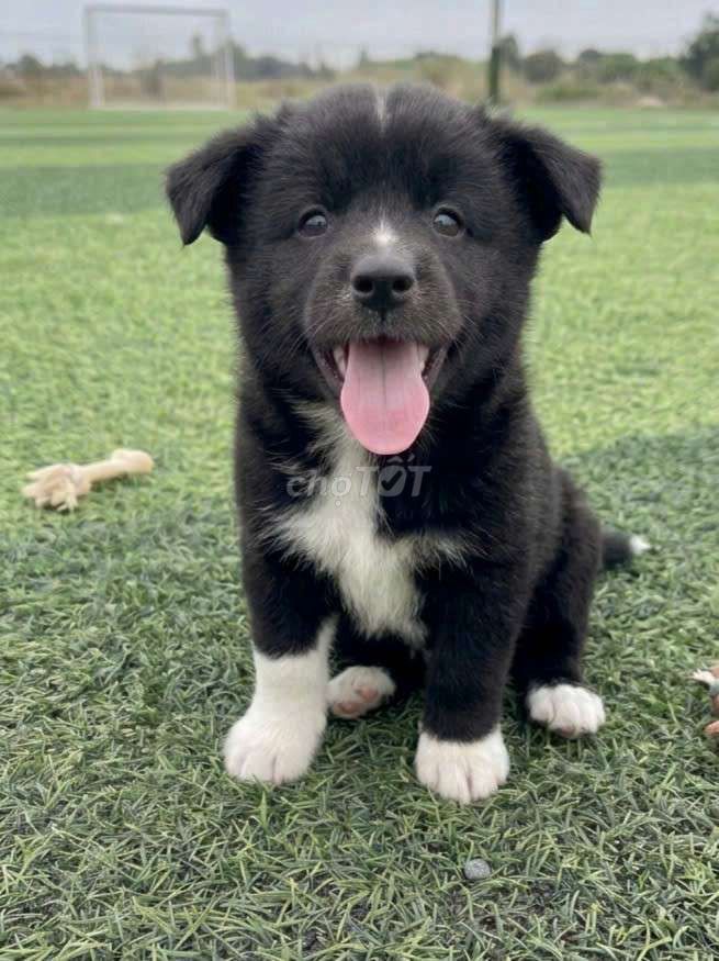 Boder Colie 6 móng đeo siêu hiếm phong thủy. Mua bán Chó tại Quận 12 Tp Hồ Chí Minh được đăng bởi Thi Thi hình 1
