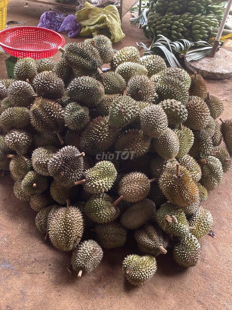 Sầu riêng hạt rụng. Mua bán Đồ ăn, thực phẩm và các loại khác tại Thành phố Buôn Ma Thuột Đắk Lắk được đăng bởi Huynh hình 1