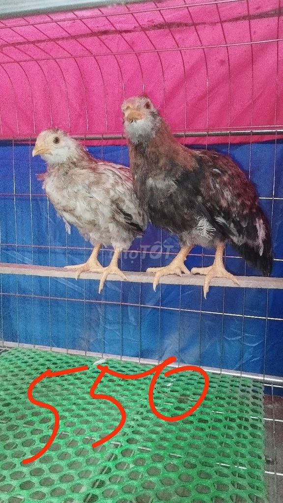 Gà tre Tân Châu trích râu đuôi dài đẹp. Mua bán Gà tại Huyện Đông Anh Hà Nội được đăng bởi Trại Gà Tre Gà Chọi Hà Nội hình 1