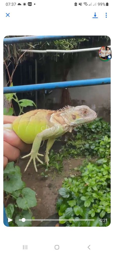 Mới mua tli 4x đực