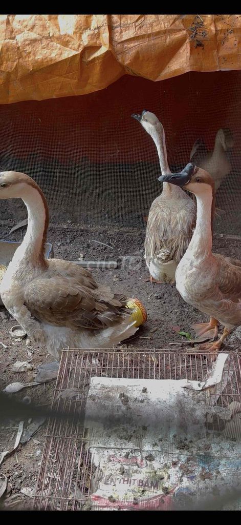 Ngỗng trưởng thành cả hai. Mua bán Thú cưng khác tại Huyện Củ Chi Tp Hồ Chí Minh được đăng bởi Lan Hoang hình 1