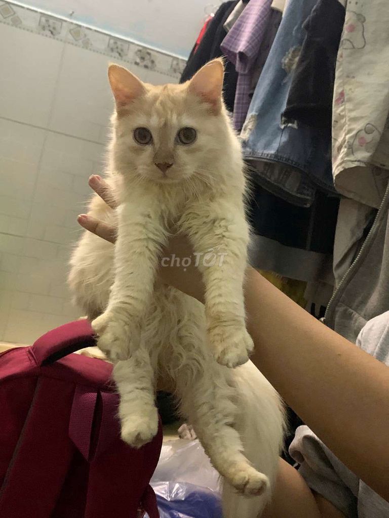 Mèo lai ALD. Mua bán Mèo tại Quận Bình Tân Tp Hồ Chí Minh được đăng bởi Bonnie Trần hình 1