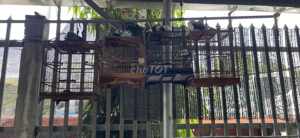 Lồng chim gỗ tự nhiên. Mua bán Phụ kiện, Thức ăn, Dịch vụ tại Thành phố Dĩ An Bình Dương được đăng bởi Tài trần  hình 1