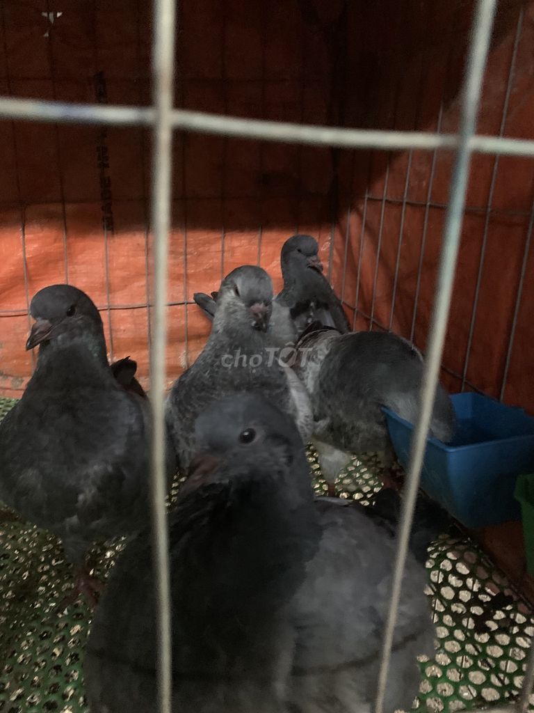 Chim bồ câu Hà Lan khủng . Mua bán Chim tại Thành phố Thuận An Bình Dương được đăng bởi Hoa hình 1