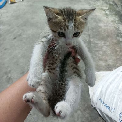 Cần ra đi đàn mèo lai