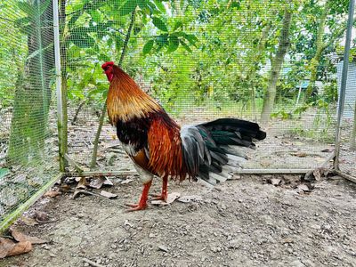 Xám trích 2kg6 tay 1 cục mau lẹ. Mua bán Gà tại Huyện Cao Lãnh Đồng Tháp được đăng bởi Tài Gà