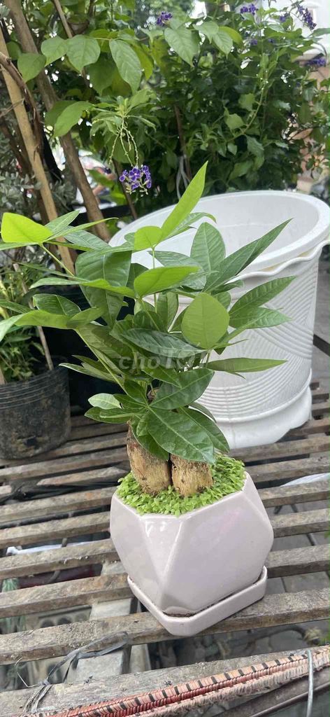 Cây cảnh Kim ngân ba thân. Mua bán Cây cảnh, đồ trang trí tại Huyện Hóc Môn Tp Hồ Chí Minh được đăng bởi Nguyễn Thị Minh Huyền hình 1