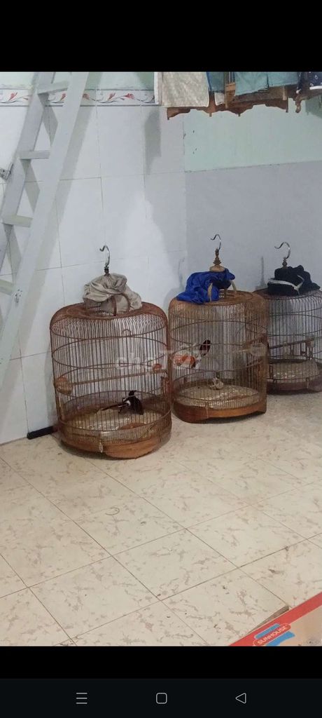 Chim chào mào trống màu Đen trắng. Mua bán Chim tại Thành phố Biên Hòa Đồng Nai được đăng bởi Lê Quang Sang hình 1