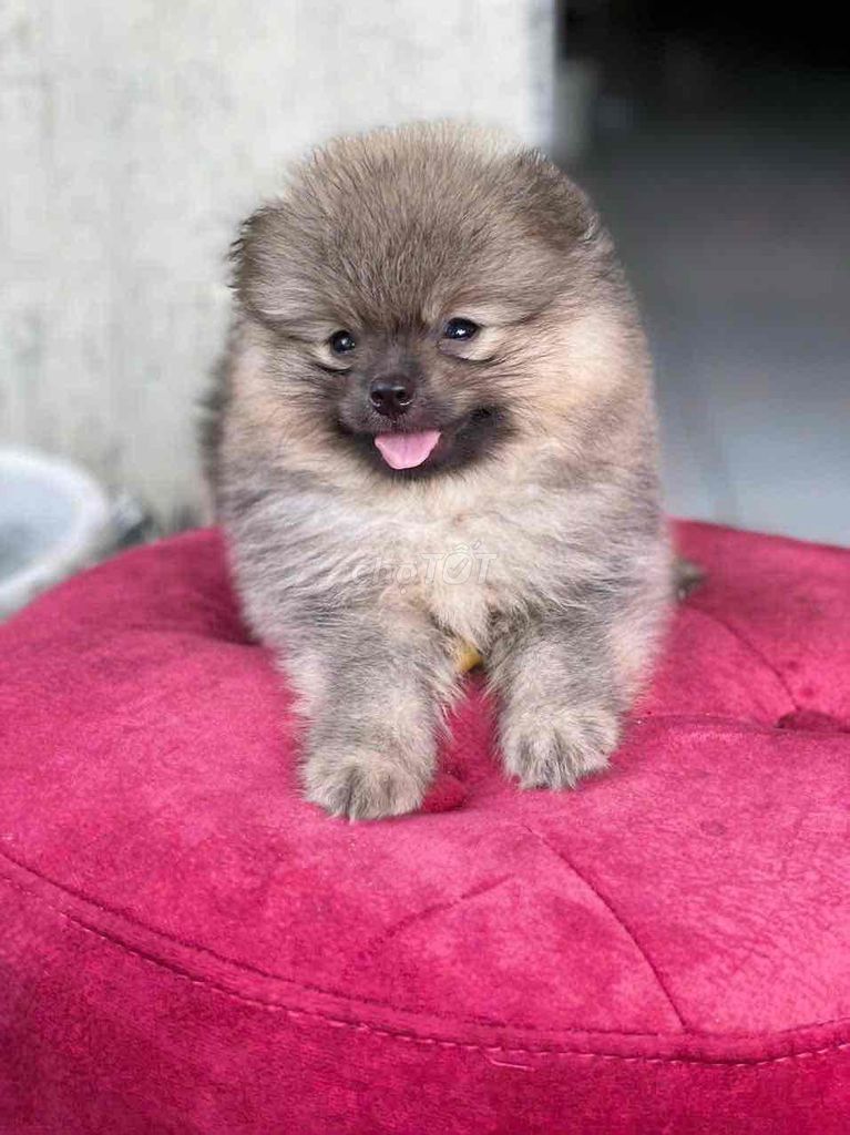 Pom Thái Xám Vàng. Mua bán Chó tại Quận Bình Tân Tp Hồ Chí Minh được đăng bởi Cậu ba bán chó hình 5