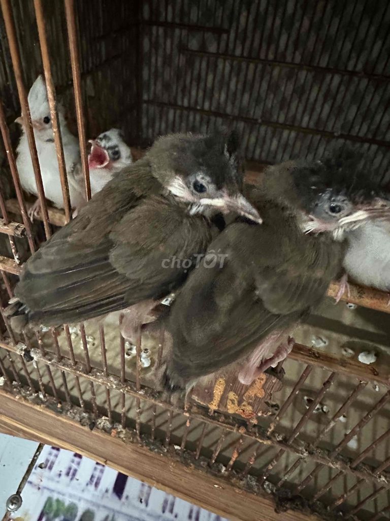 Chim chào mào non. Mua bán Chim tại Quận Gò Vấp Tp Hồ Chí Minh được đăng bởi tran binh trong hình 1