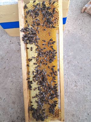 Mật ong tự nhiên
