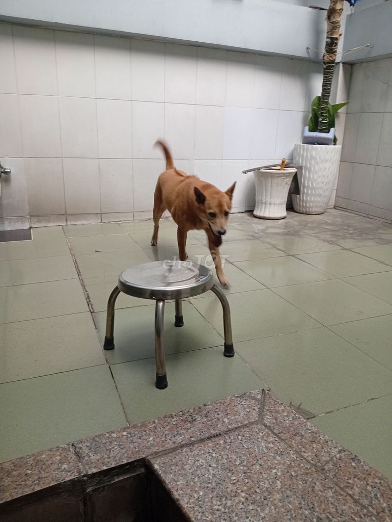 Chó Lai Phú Quốc nâu vàng không xác định. Mua bán Chó tại Thị xã Sơn Tây Hà Nội được đăng bởi Tiến Hồ hình 1