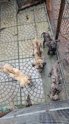 Chó Phú Quốc 2 tháng Vàng vện, đen vện. Mua bán Chó tại Quận Liên Chiểu Đà Nẵng được đăng bởi Phong