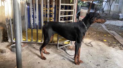 Chó Doberman