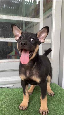 chó becgie Đức và rot lai bec,giữ nhà coi xưởng ok