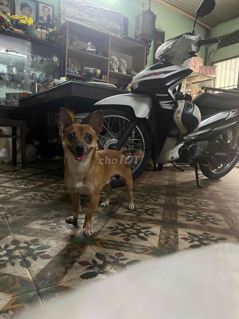 Chó Đực Vàng 1 năm. Mua bán Chó tại Thành phố Biên Hòa Đồng Nai được đăng bởi Nguyen tran son hình 1