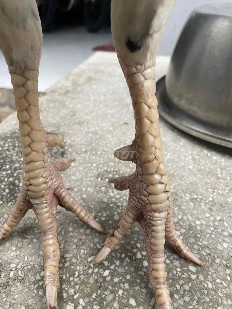 Gà Trắng 2.7kg 7 tháng. Mua bán Gà tại Huyện Càng Long Trà Vinh được đăng bởi minh hình 1