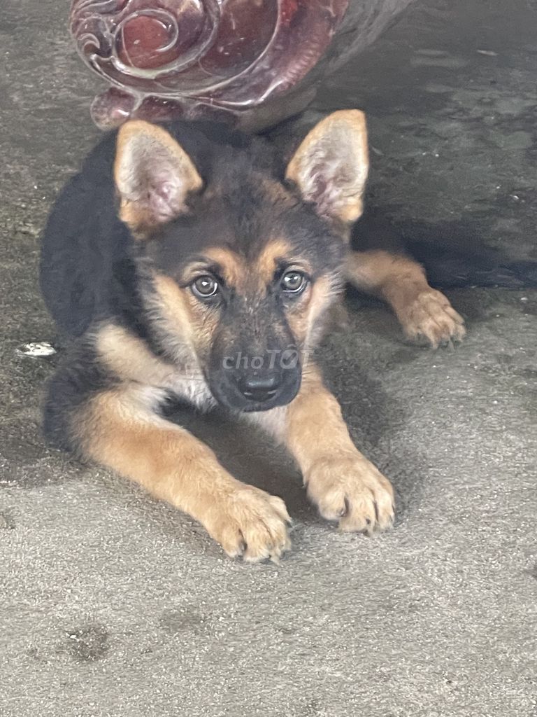 Chó Becgie cái 2.5 tháng đã tiêm 3 mũi. Mua bán Chó tại Huyện Phong Điền Thừa Thiên Huế được đăng bởi Nguyễn Thịnh hình 1