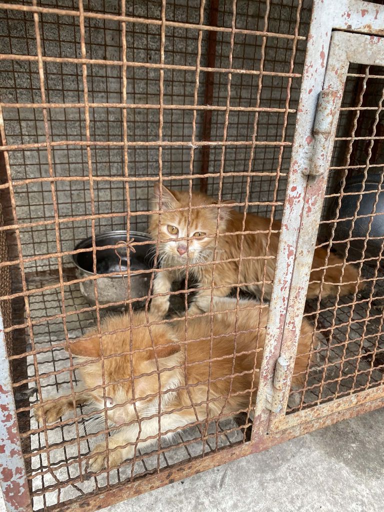 Mèo vàng cam. Mua bán Mèo tại Quận Kiến An Hải Phòng được đăng bởi Hieu Nguyen hình 1