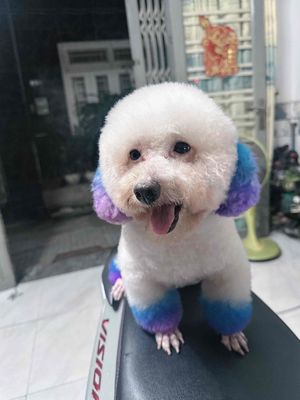 Chó Tiny Poodle đực 1 tuổi màu Trắng