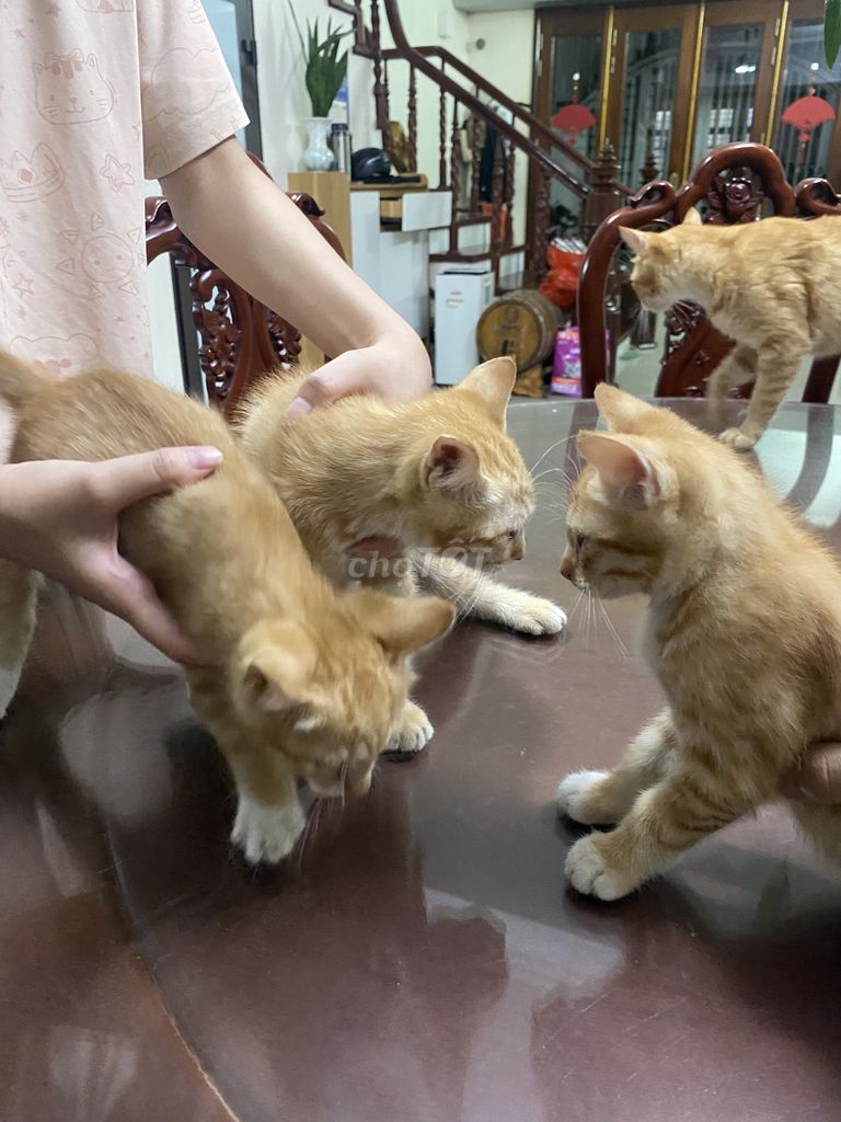 Mèo lai đực vàng cam 3 tháng. Mua bán Mèo tại Huyện Thanh Trì Hà Nội được đăng bởi Tên chưa cung cấp hình 1