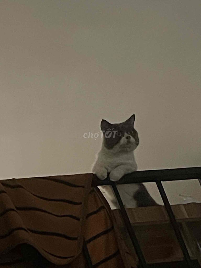 PHỐI MÈO CHÂN LÙN. GOLDEN MẮT XANH