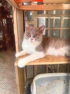 mèo anh bililac- cái 1,5 tuổi